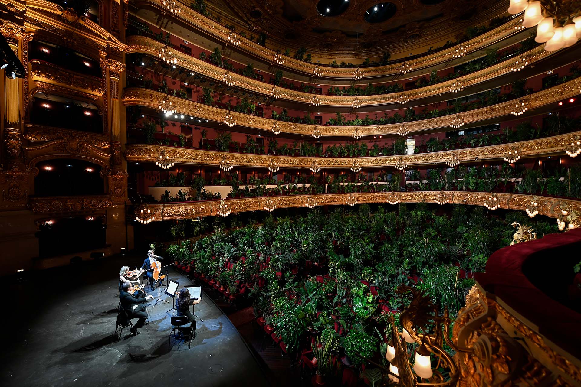 Un cuarteto de cuerdas toca para una audiencia compuesta por plantas en la reapertura del Teatro del Liceo en Barcelona (22 de junio)