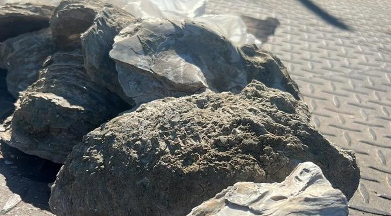 Algunas de las piezas fósiles encontradas. (Foto: ADNSur)