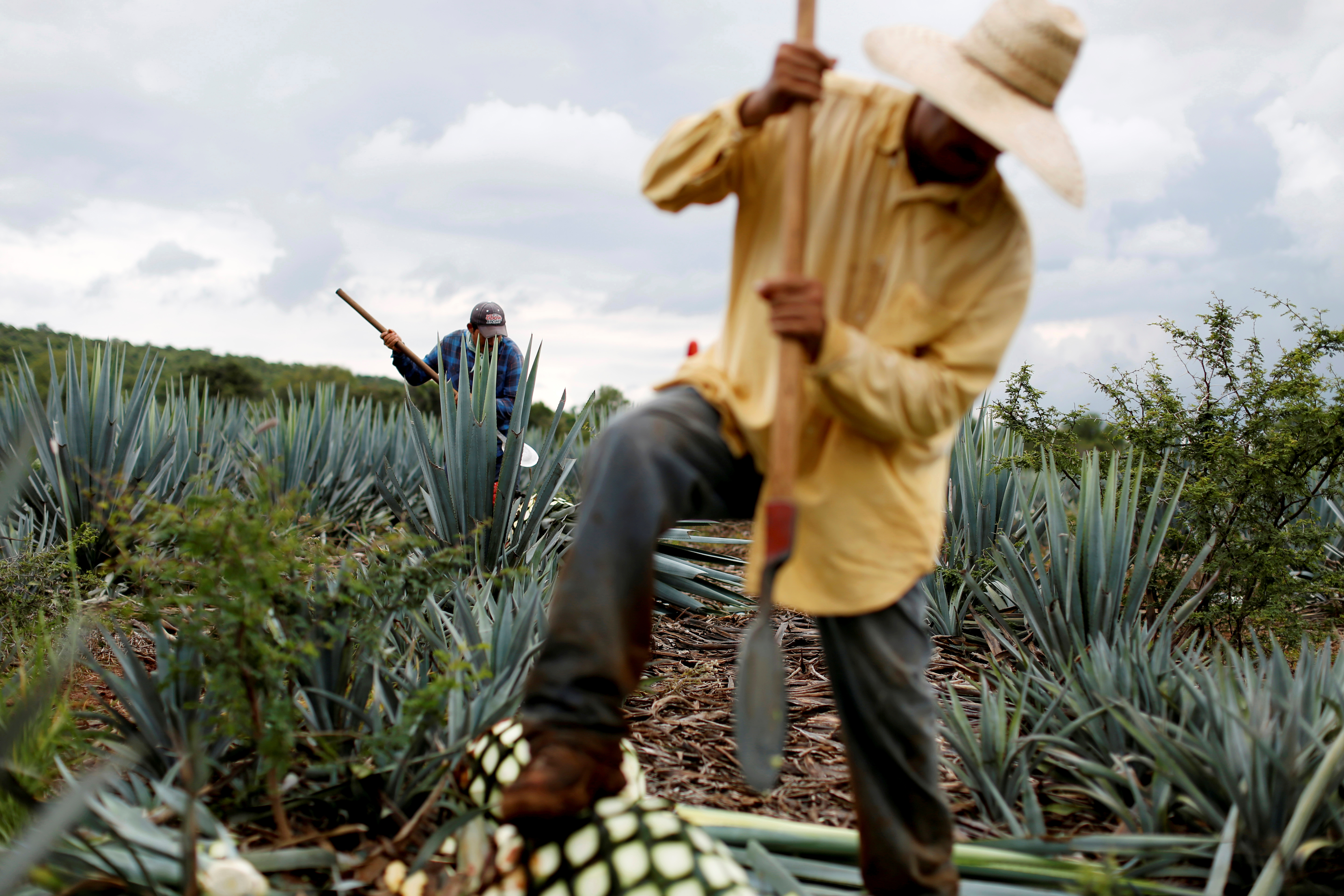 En Jalisco hay un pueblo llamado Tequila, en donde se produce la bebida. REUTERS/Carlos Jasso/File Photo