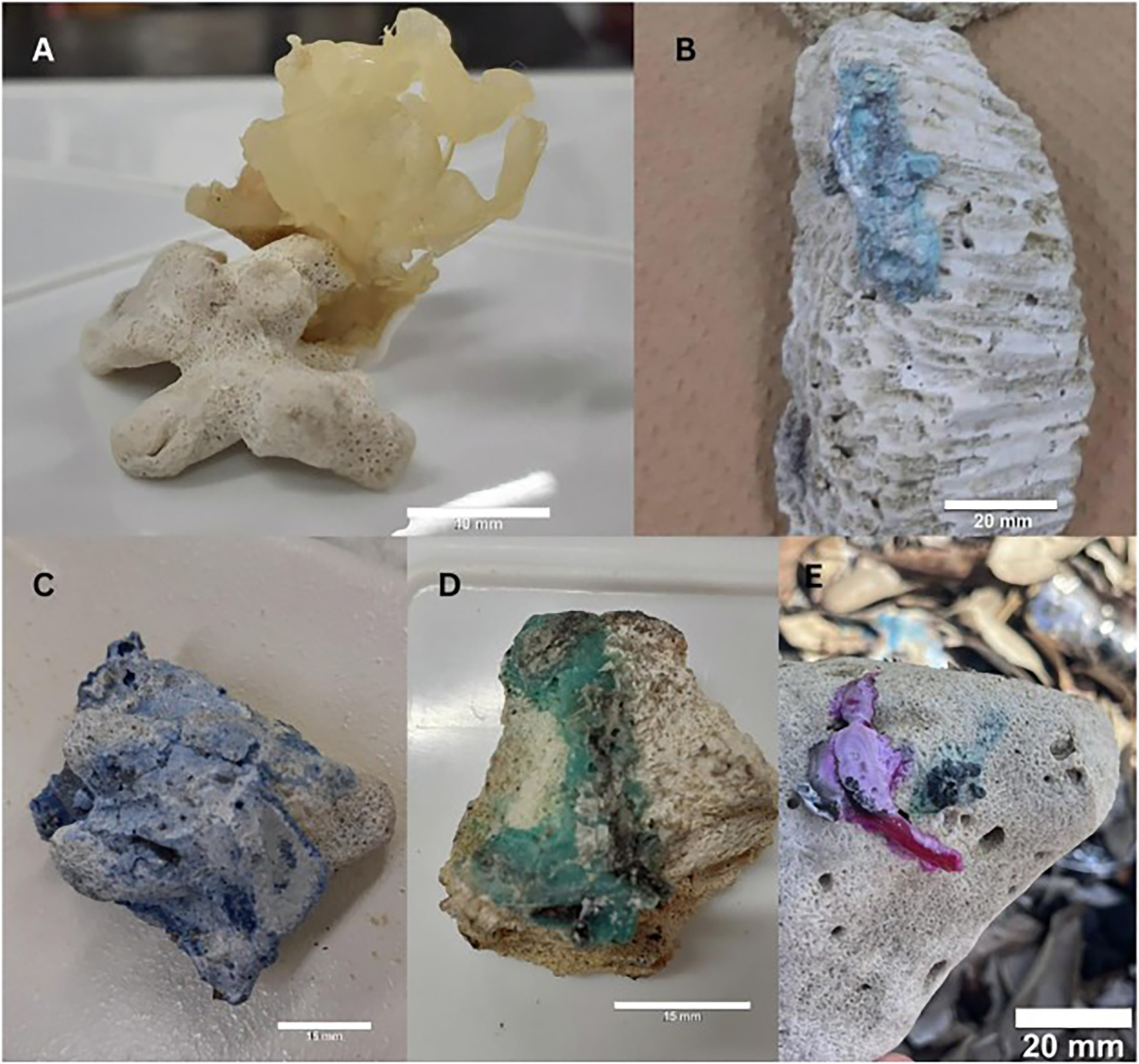 Científicos descubrieron un nuevo tipo de contaminación en los arrecifes: plástico fusionado con restos de coral 