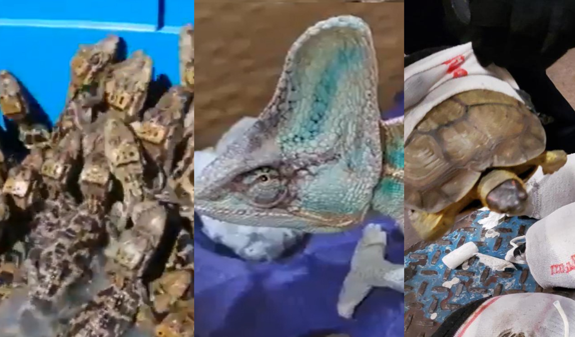 Tráfico de animales exóticos: aseguraron 39 cocodrilos, ocho tortugas envueltas en calcetines y dos camaleones
