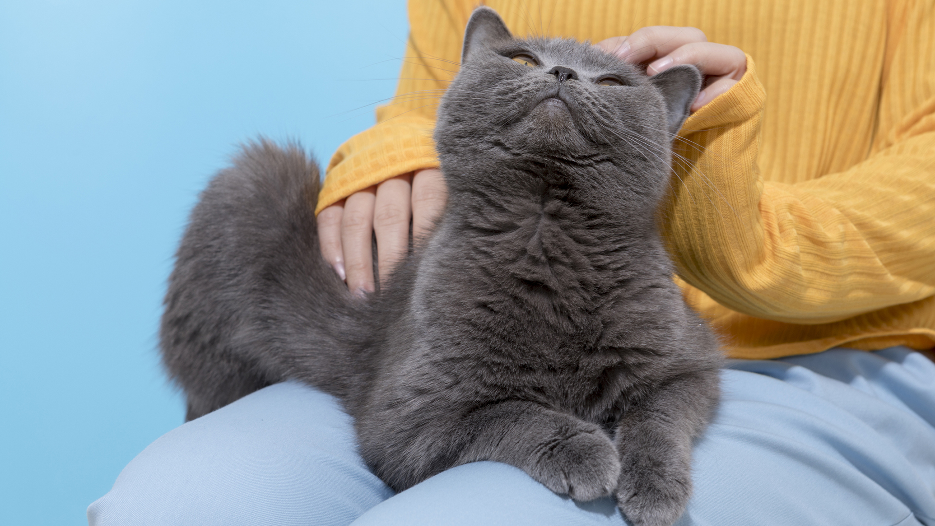 A los gatos les gustan las caricias, pero en su justa medida y sólo cuando ellos quieran