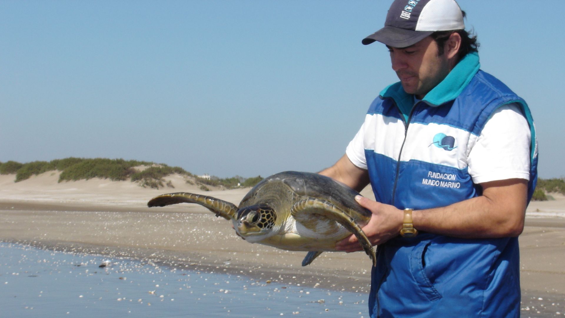 Las especies que comúnmente llegan al centro son lobos marinos, focas, tortugas marinas y pingüinos de Magallanes (Créditos: Mundo Marino)