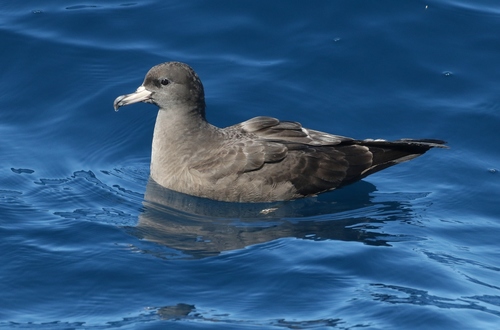 Científicos del Reino Unido y Australia describieron la enfermedad de la plasticosis a partir de lo que encontraron en el ave pardela paticlara o pardela negruzca (James Bailey)
