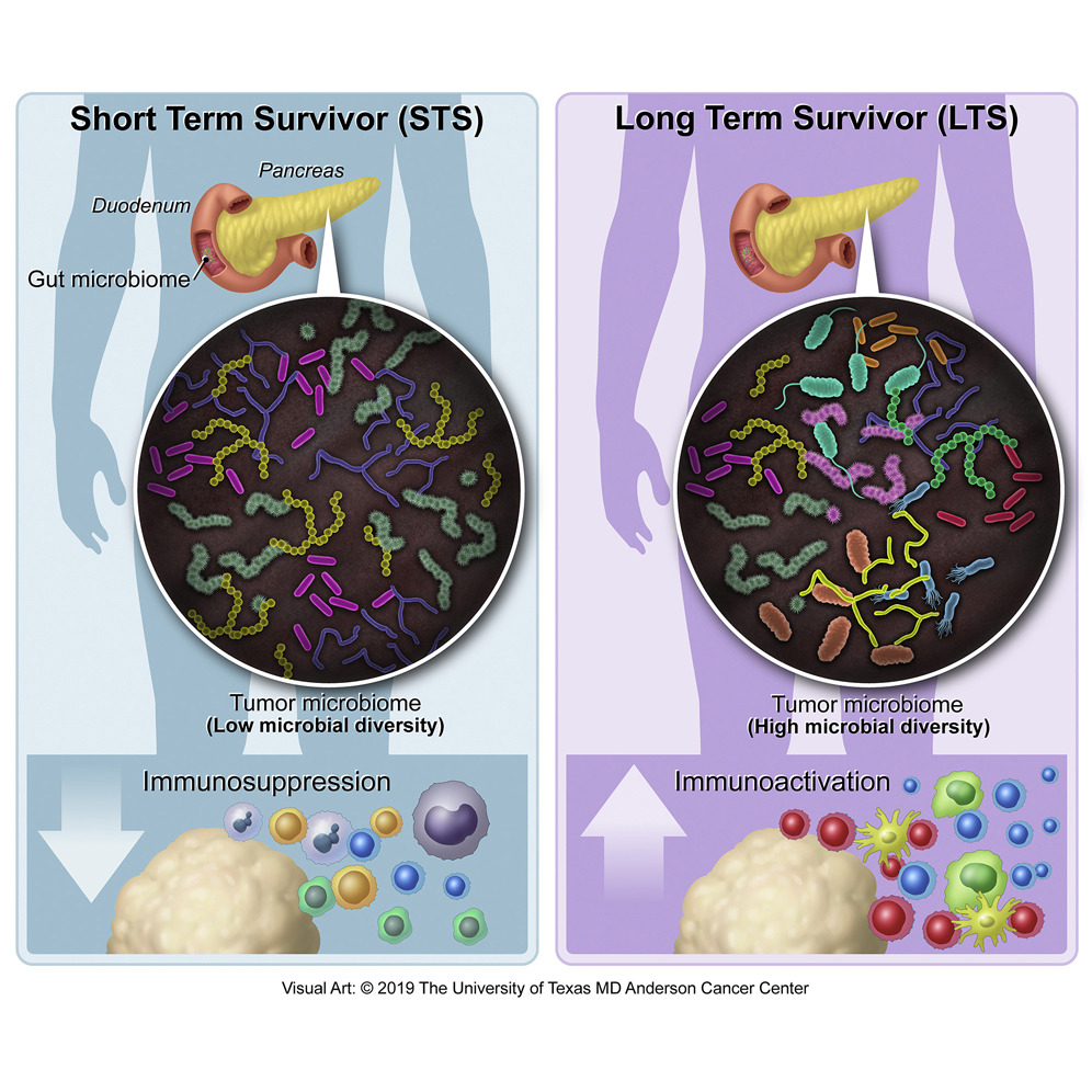 Una ilustración del hallazgo del equipo de McAllister en 2019. A la derecha, el microbioma del tumor con mayor diversidad de microbios en casos de alta sobrevida/Archivo