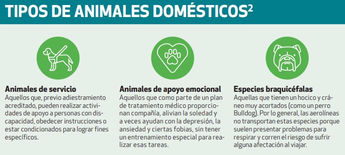 Tipos de animales domésticos, de acuerdo con el Reglamento de la Ley de Aviación Civil (Profeco)