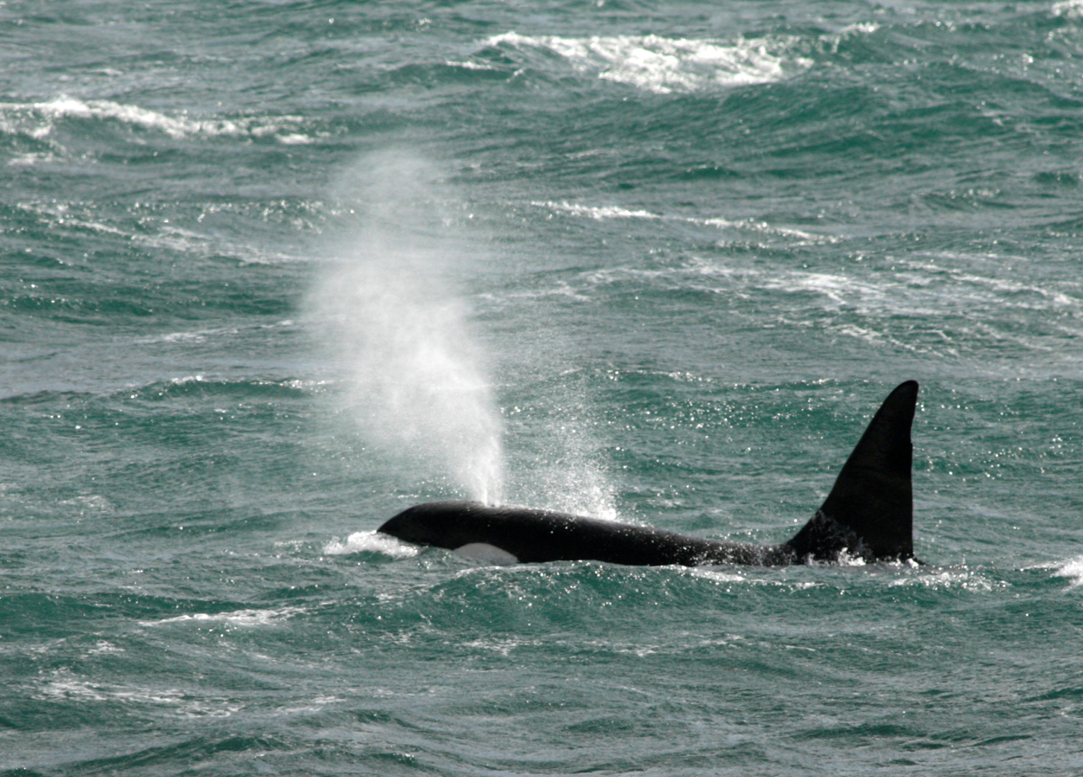 FOTO DE ARCHIVO. Fue el episodio más reciente de una desconcertante tendencia en el comportamiento de las orcas  (REUTERS/Enrique Marcarian/File Photo)