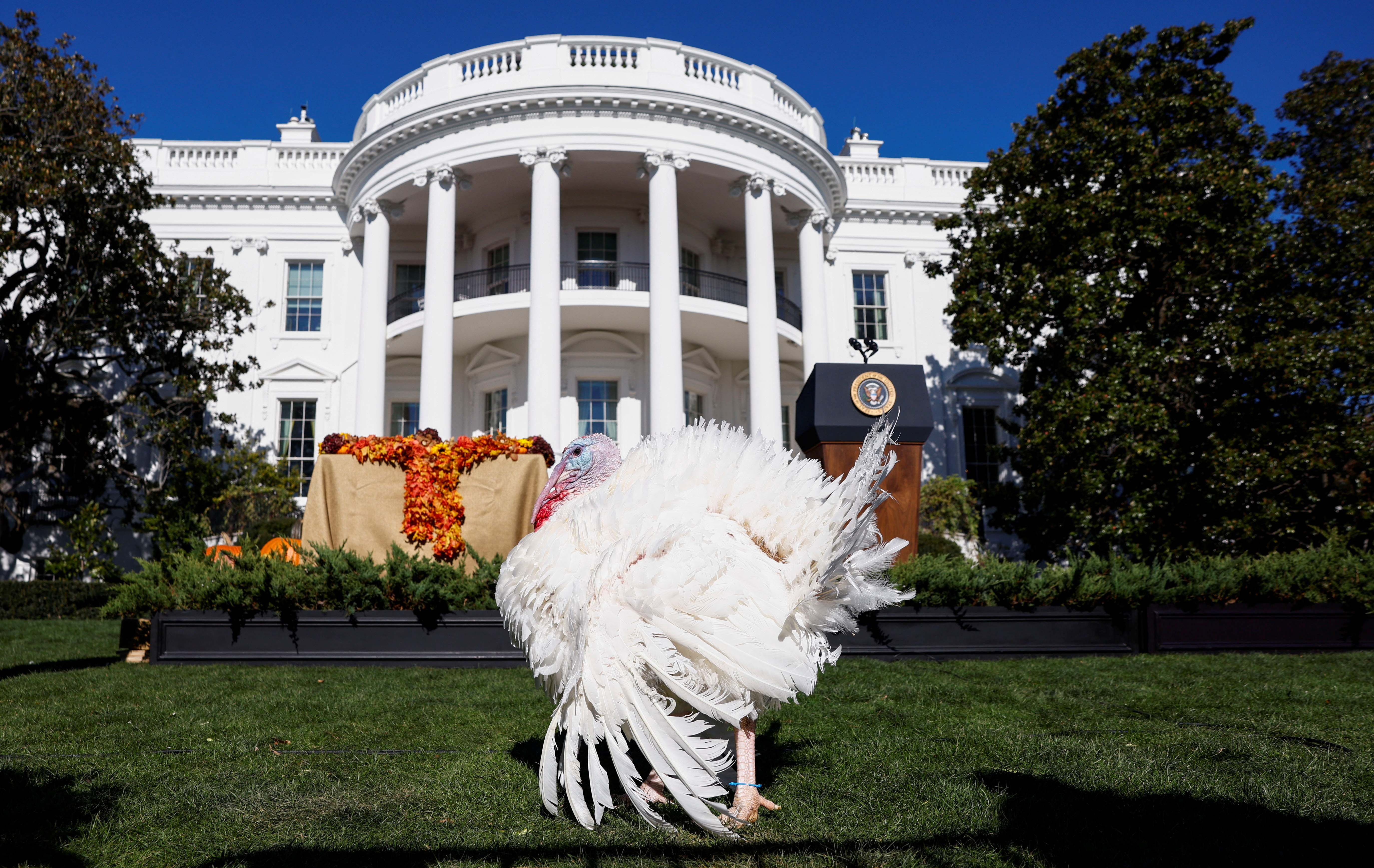 El Pavo Nacional de Acción de Gracias se encuentra en el Jardín Sur de la Casa Blanca en Washington, EEUU, el 21 de noviembre de 2022 (REUTERS/Evelyn Hockstein)
