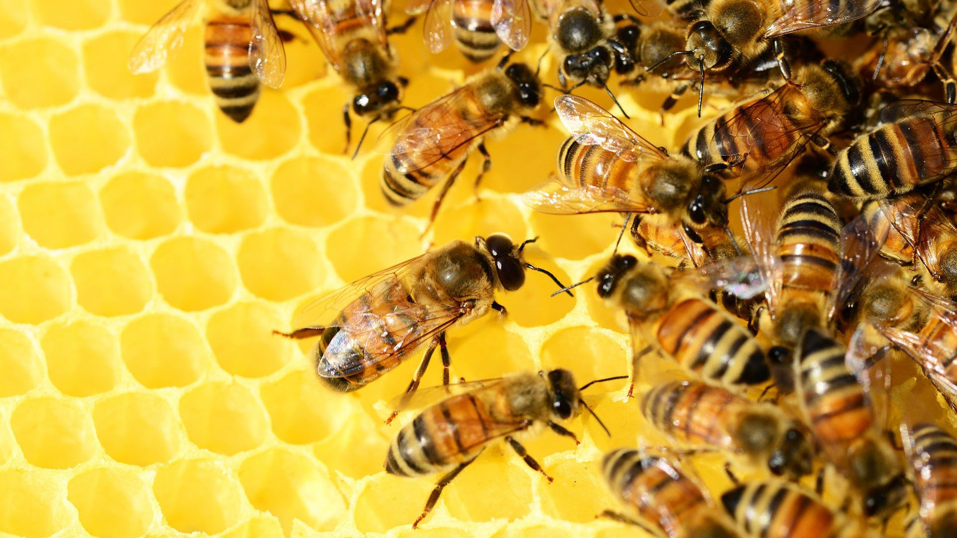 Soja y maíz versus miel: las abejas están amenazadas por los agroquímicos