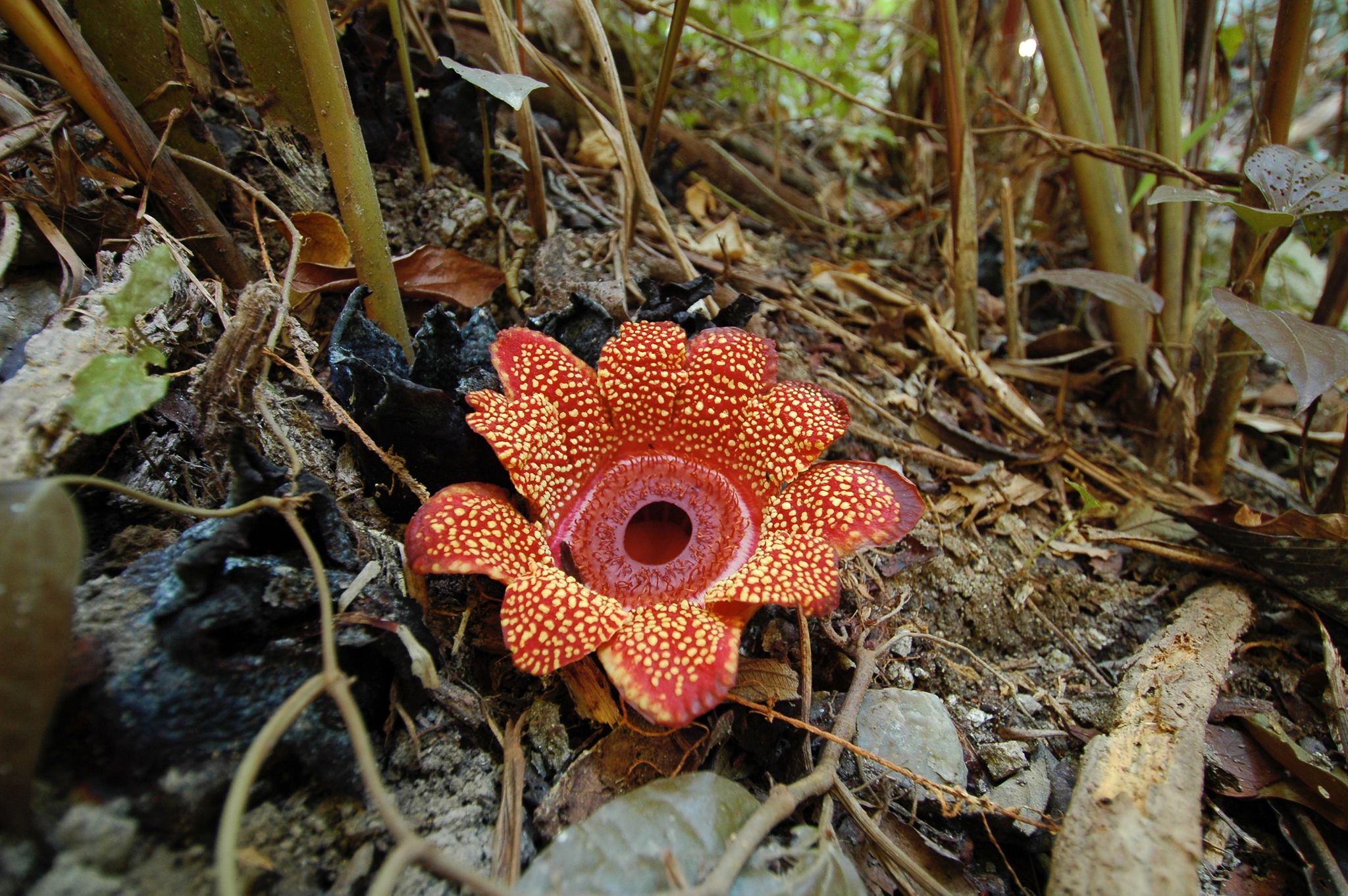 La fascinante rafflesia, la flor más grande del mundo que huele mal -  Infobae