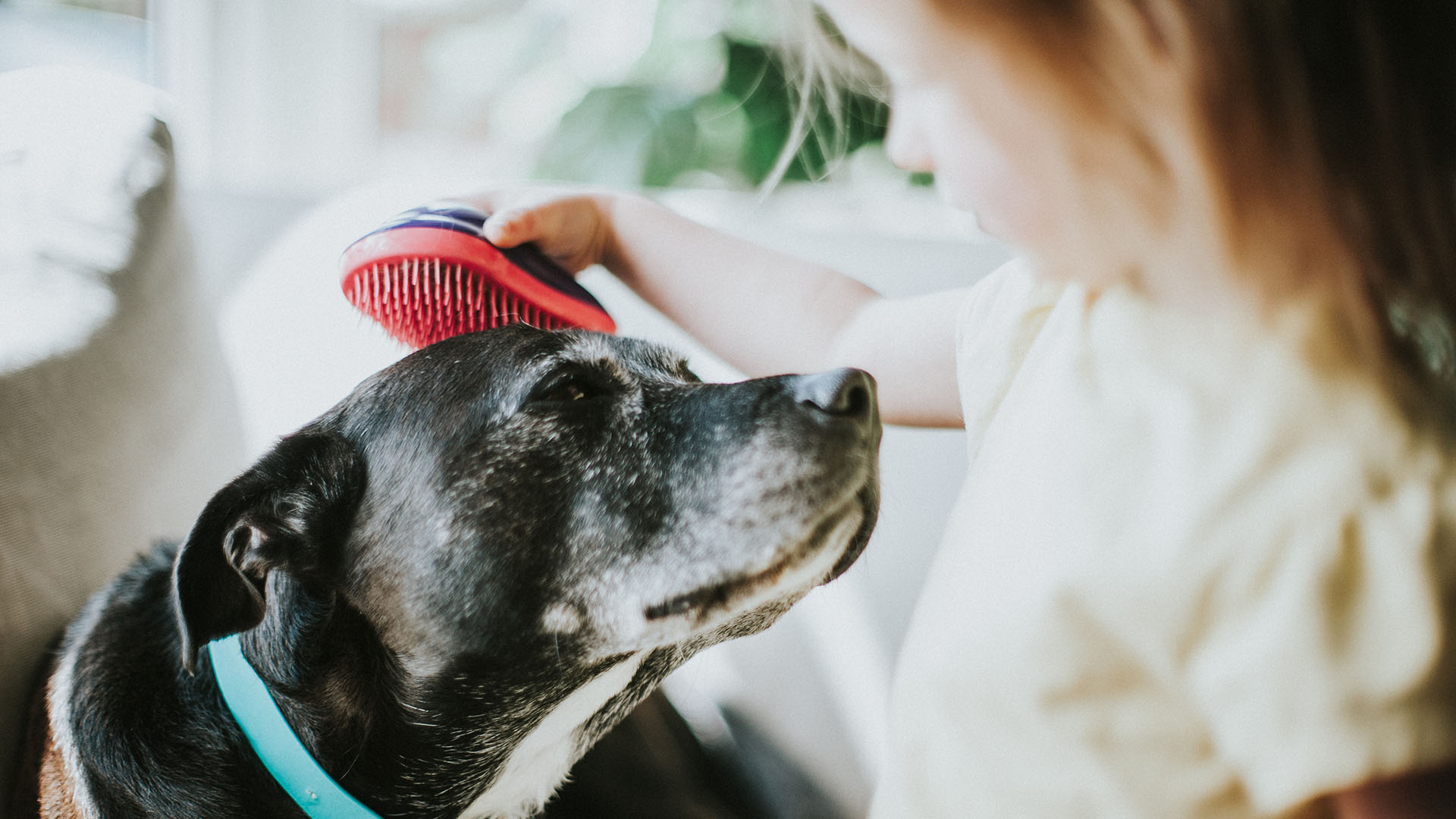 Cepillar a nuestros perros es una forma de evitar los malos olores
(Getty Images)