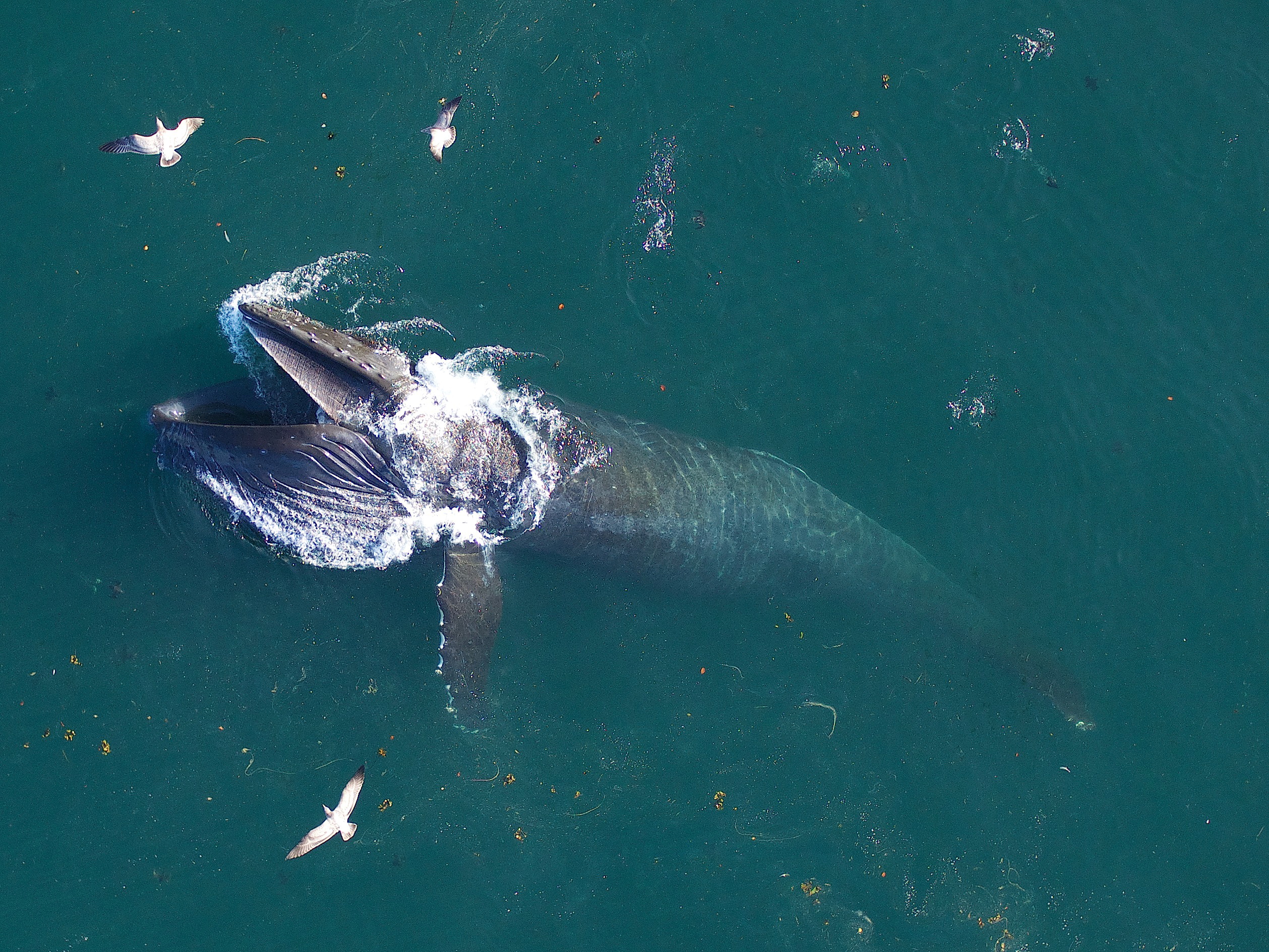 Las ballenas azules absorben hasta 10 millones de microplásticos al día, según un estudio 