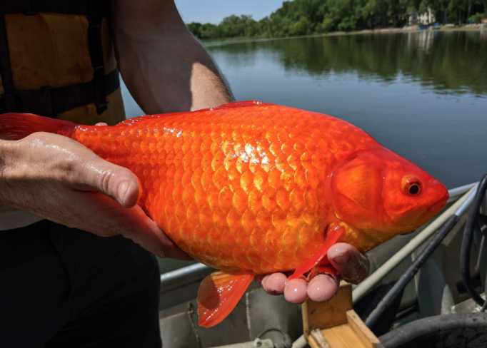 Los peces dorados son voraces y consumen mucho más que el pez de la montaña de la nube blanca o las especies nativas (Foto: @BurnsvilleMN)