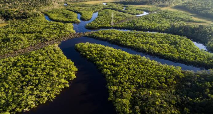 Procuraduría pidió controles efectivos a la construcción de vías ilegales en la Amazonía Colombiana 