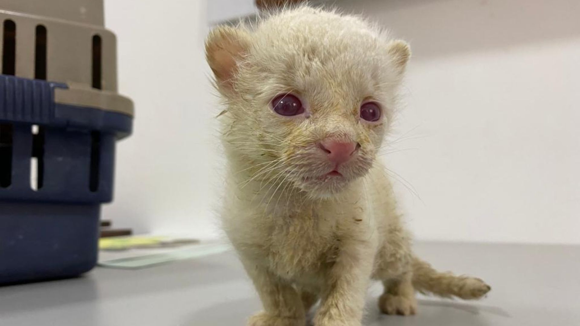 Curiosa felina albina única en Colombia fue rescatada en Antioquia y llegó al zoológico de Medellín 