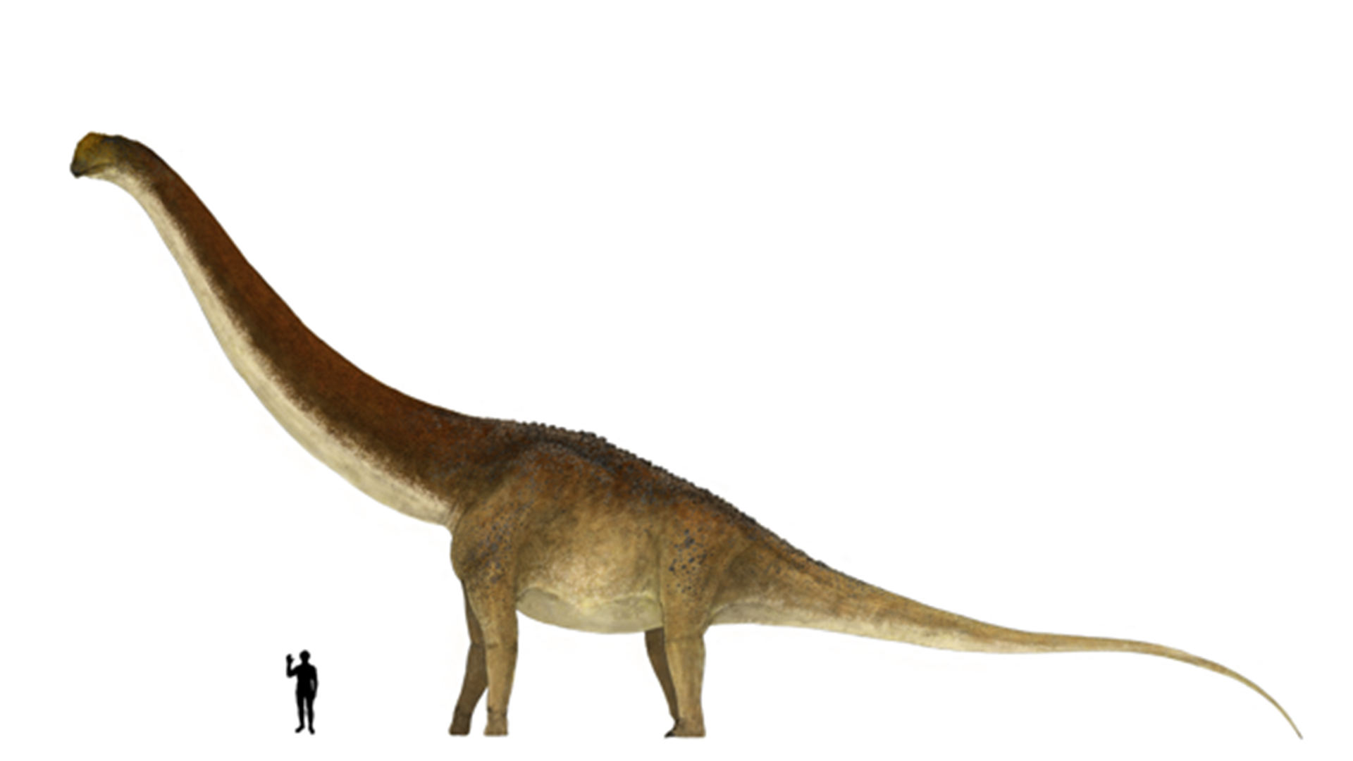 Descubrieron restos fósiles de una nueva especie de dinosaurio en Argentina  que podría ser “el más grande de la historia” - Infobae