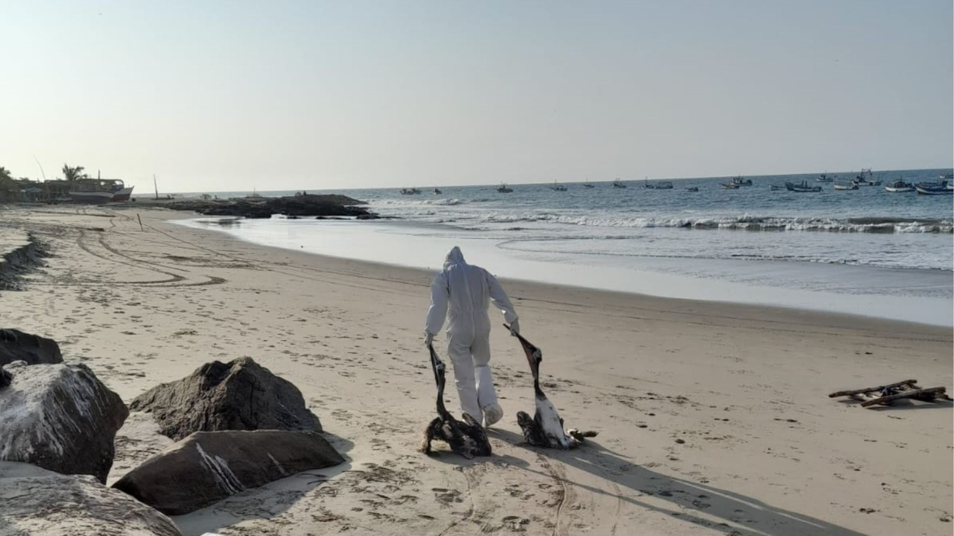 Gripe Aviar en Perú: entierran a 900 pelícanos muertos en las playas de Arequipa