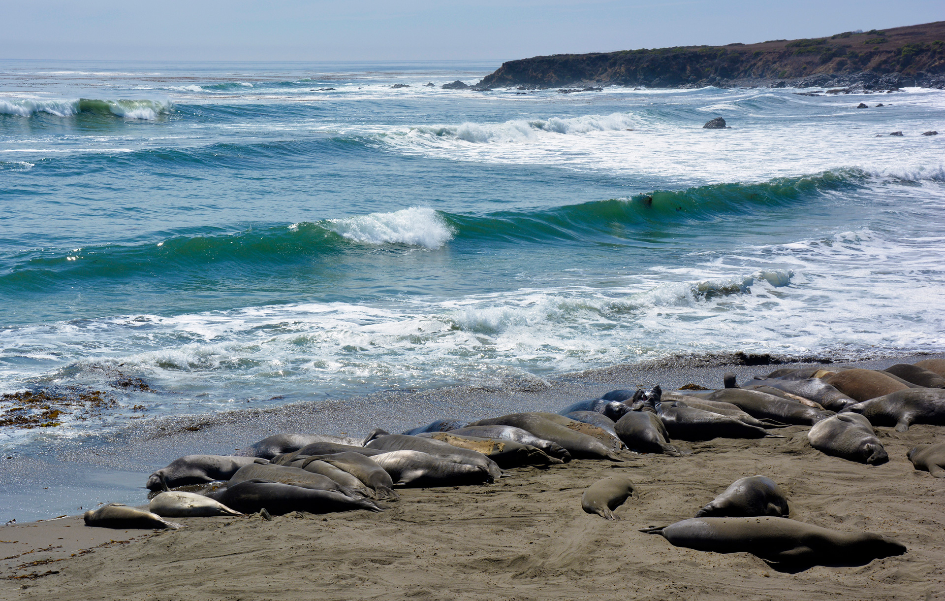 Una vez que llegan a tierra firme los elefantes marinos pueden llegar a dormir más de 10 horas por día, a diferencia de cuando están en el océano (Getty Images)