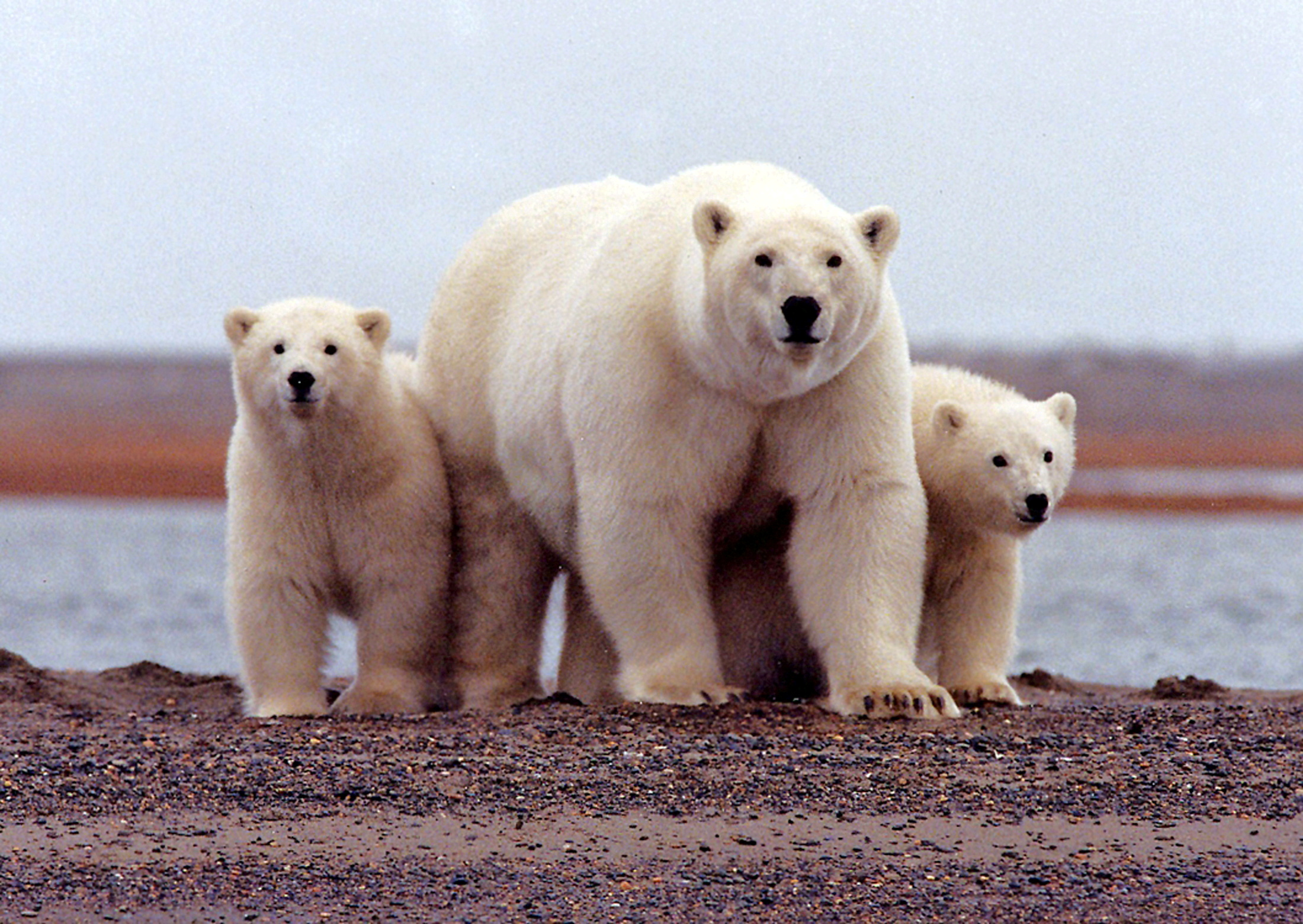 En el escenario más pesimista, en el que las emisiones continúan al ritmo actual de aumento, el hielo de verano, y los osos polares y las focas que viven en él, podrían desaparecer para el 2100 (REUTERS)