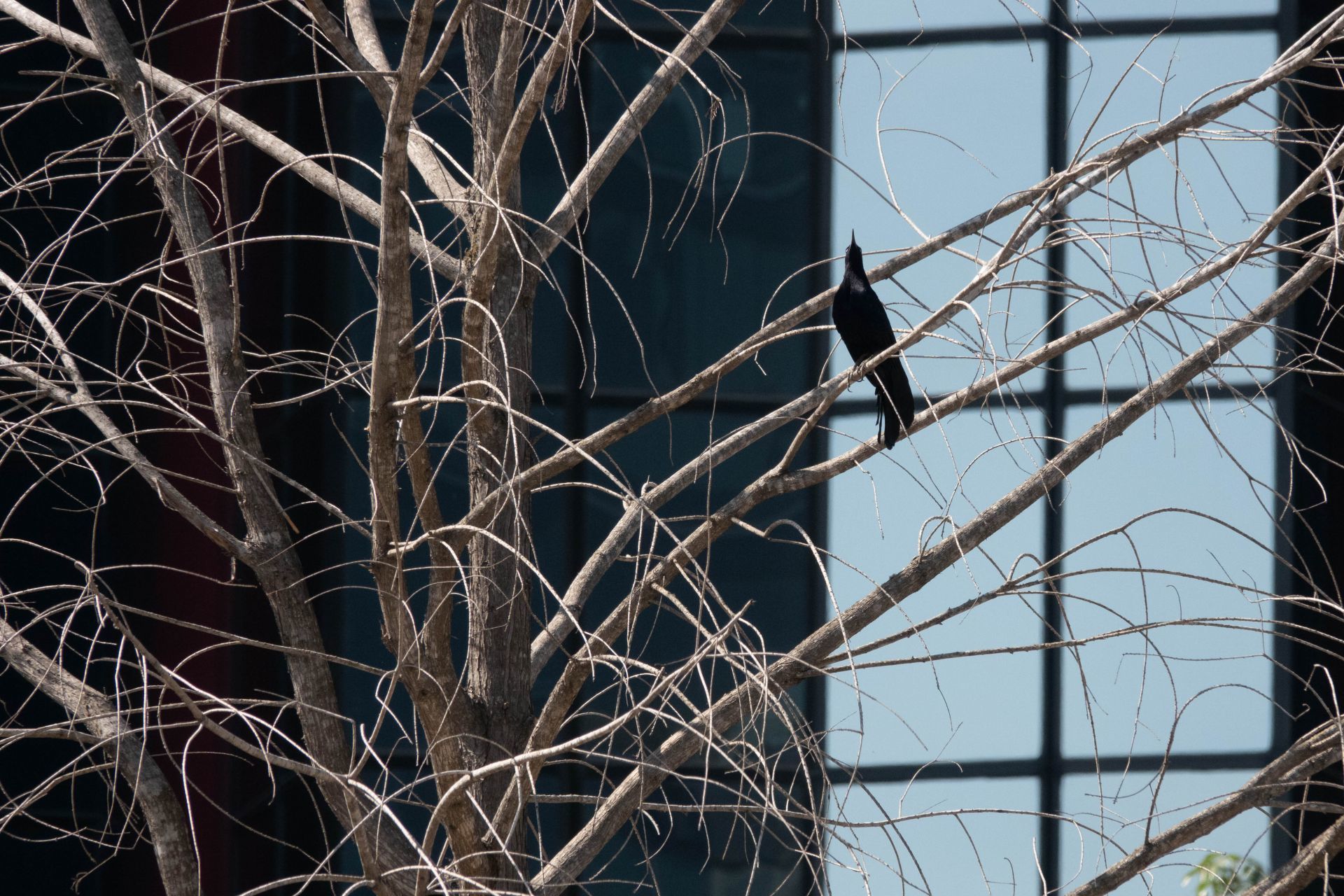 “Nevermore”: en sólo 30 minutos extrajeron y retiraron al ahuehuete de Reforma