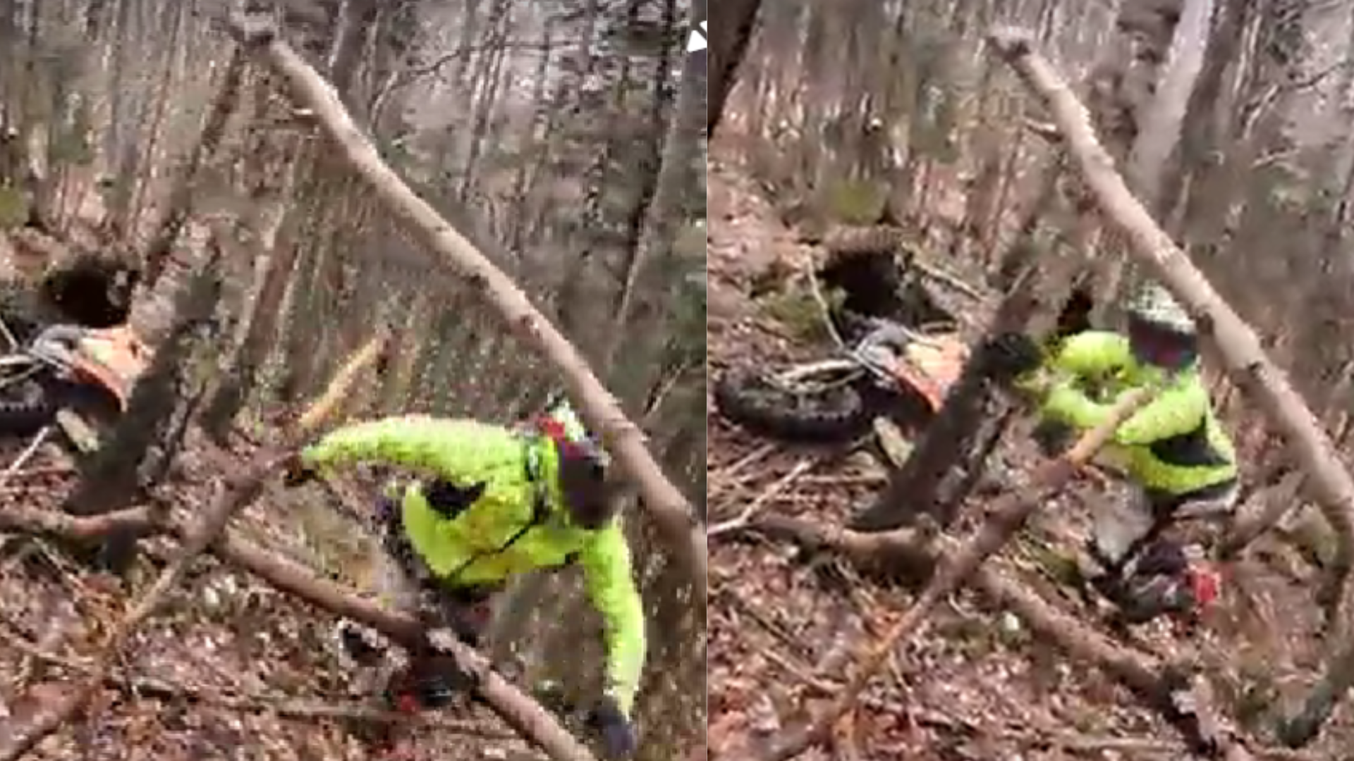 Video: motociclistas logran escapar de un oso pardo en un bosque de Bulgaria
