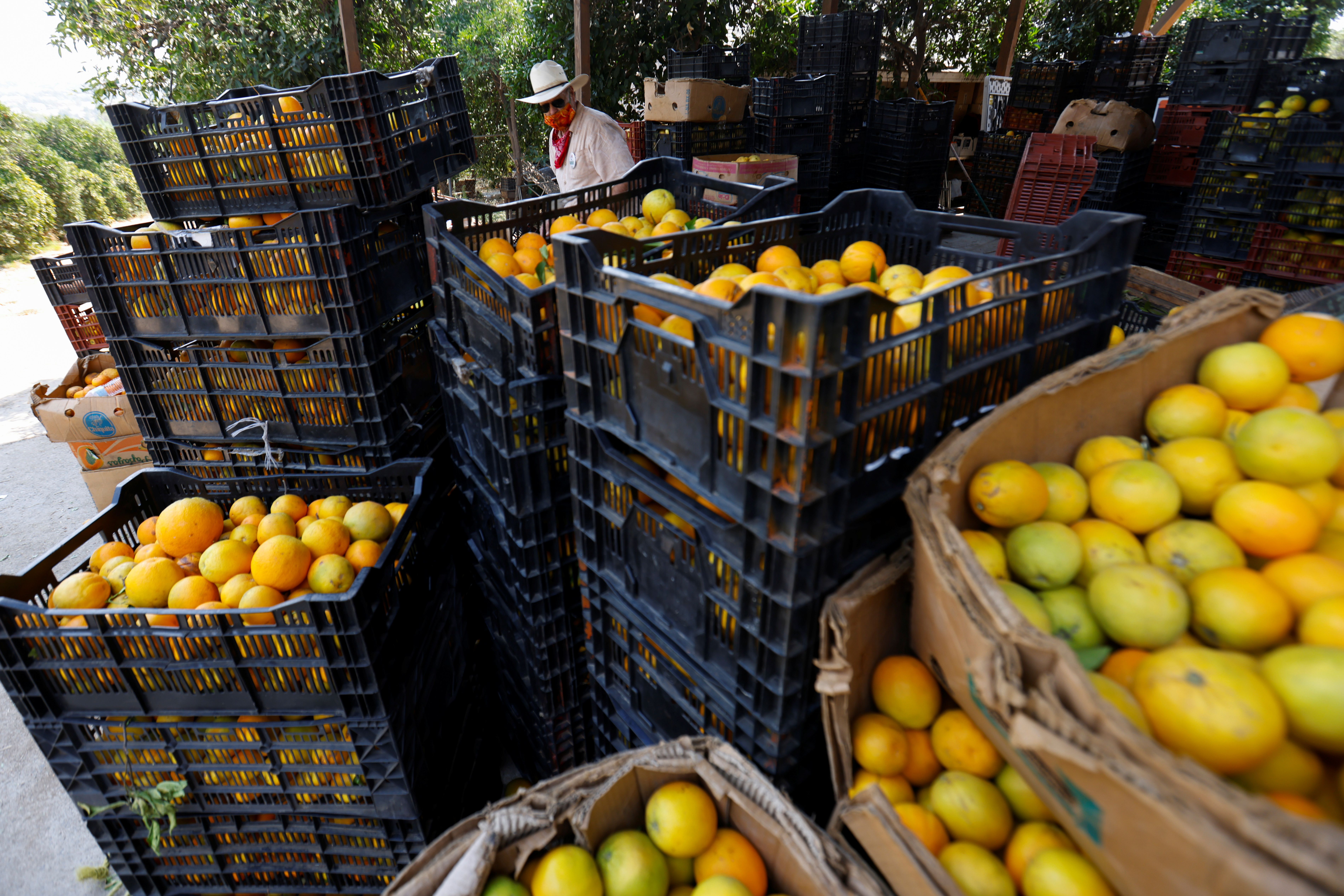 Hace 20 años se producían 200 millones de cajas de naranjas al año en el estado (REUTERS/Mike Blake)