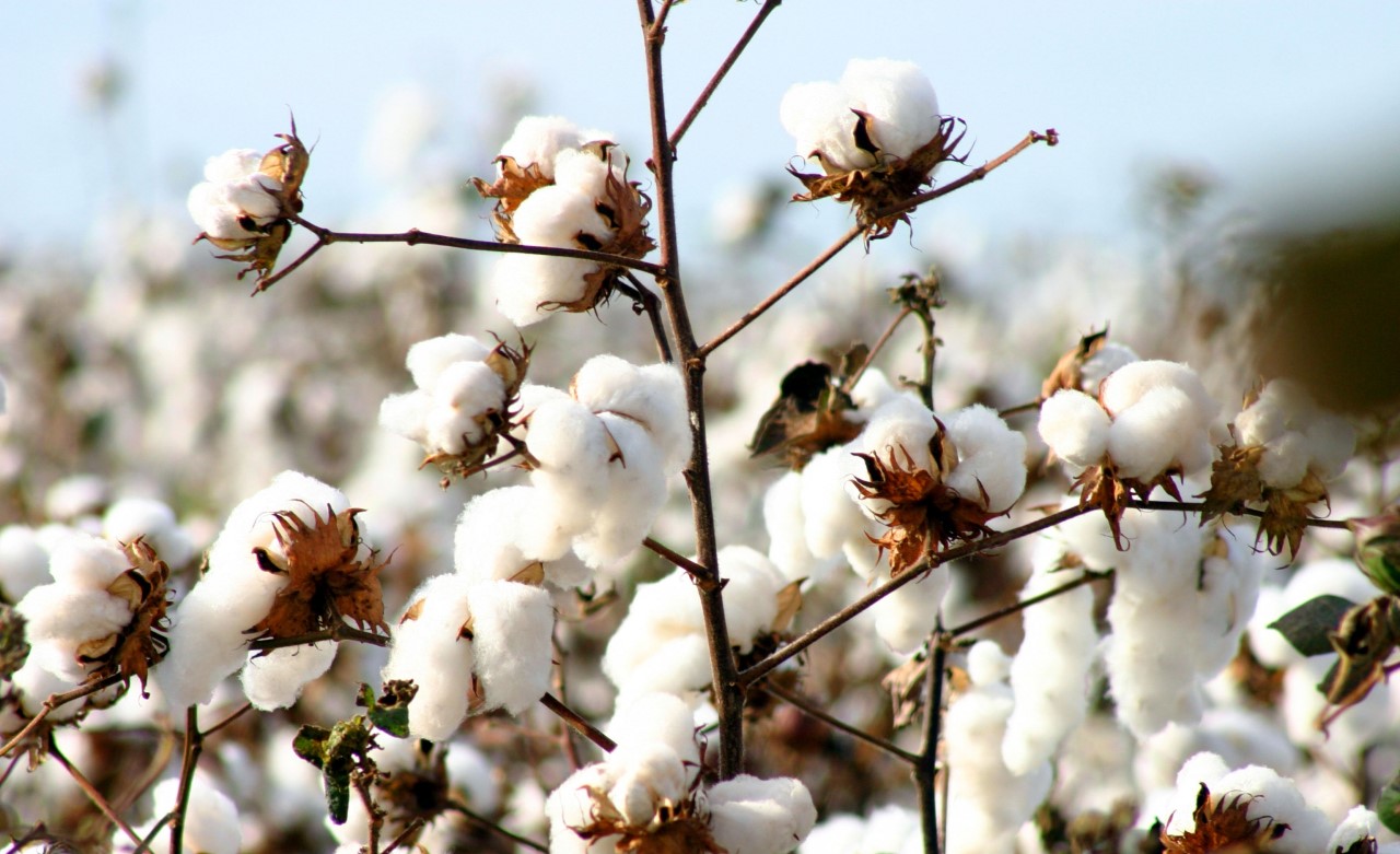 El algodón se ha puesto al día con las economías regionales del dólar 