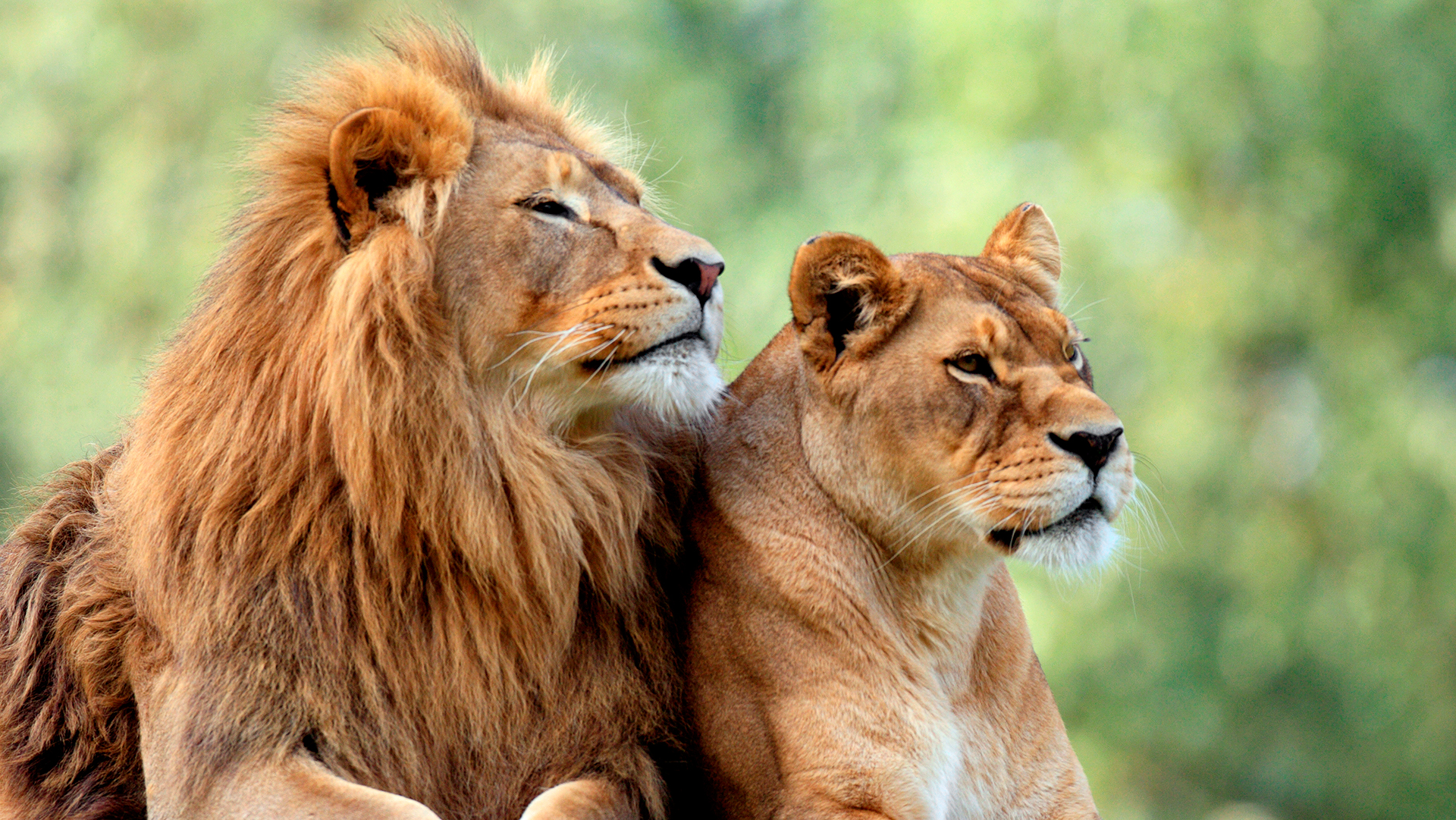 Debido a su alta cohesión social y actividad grupal sincronizada, los leones son un modelo para investigar tanto los bostezos espontáneos desde el dominio fisiológico como, posiblemente, los bostezos contagiosos, desde el dominio comunicativo social (Shutterstock)