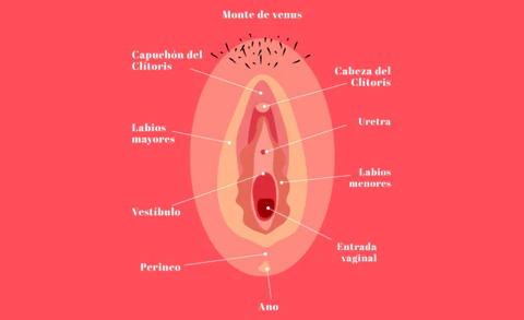 Día de la Vulva: ¿sabías que los genitales femeninos tienen 6 orificios?