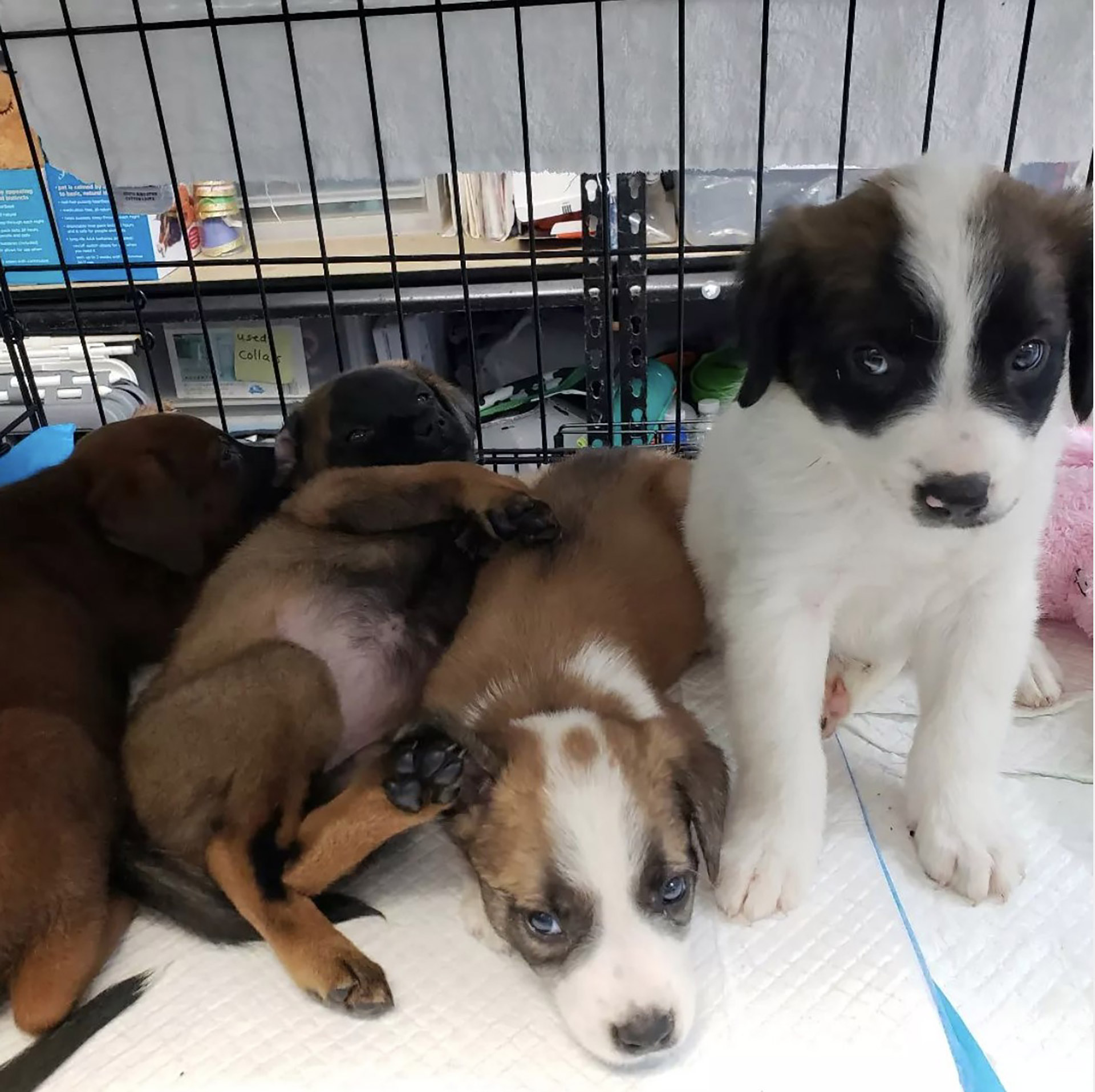 Una camada de cachorros rescatados en agosto de 2022 (Foto cortesía de Potcake Place K9 Rescue)