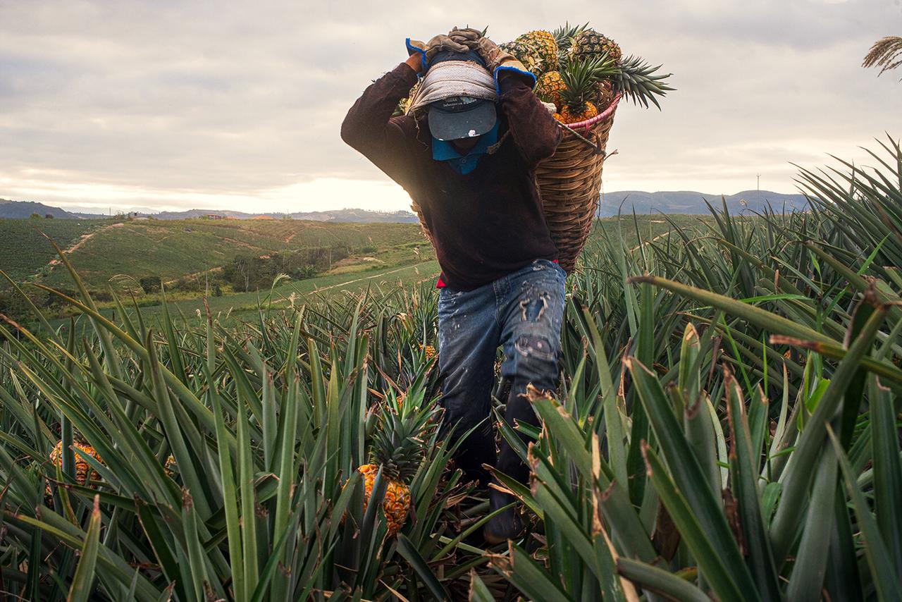 El consumo de exceso de piña puede traer efectos secundarios (Archivos)