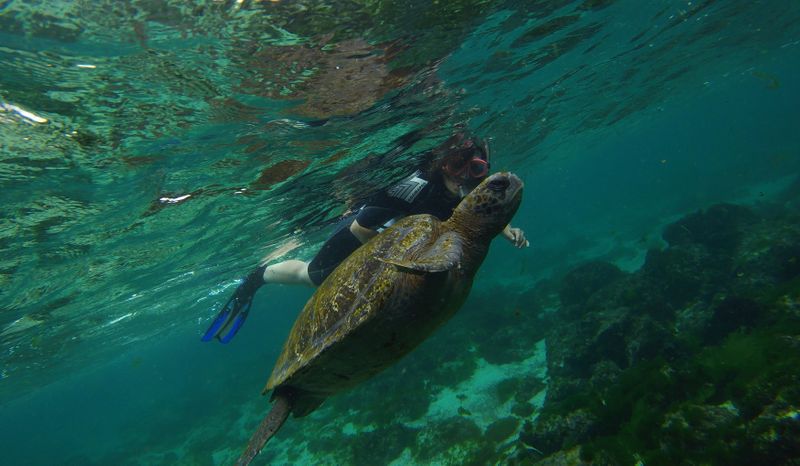 Foto de archivo ilustrativa de una tortuga nadando junto a un turista en la isla de San Cristobal Island en Galapagos Ecuador
Oct 10, 2016. REUTERS/Nacho Doce