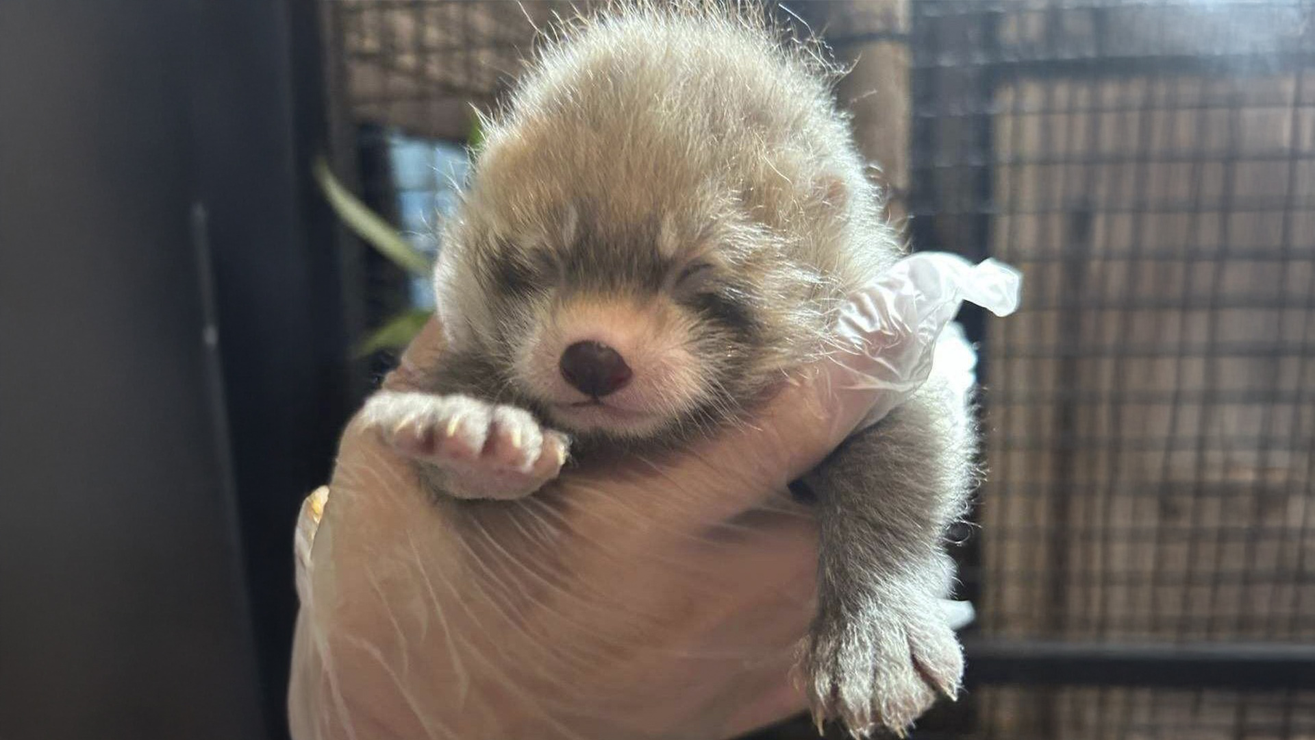 Osos Panda Rojos Bebés