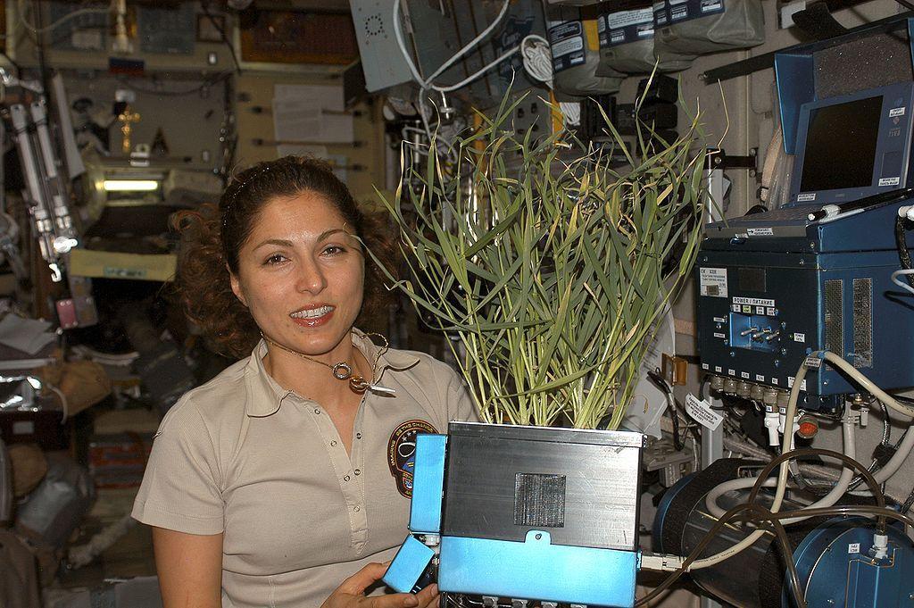 Ansari sostiene una planta cultivada en el Módulo de Servicio Zvezda de la Estación Espacial Internacional (Foto cortesía de la NASA)