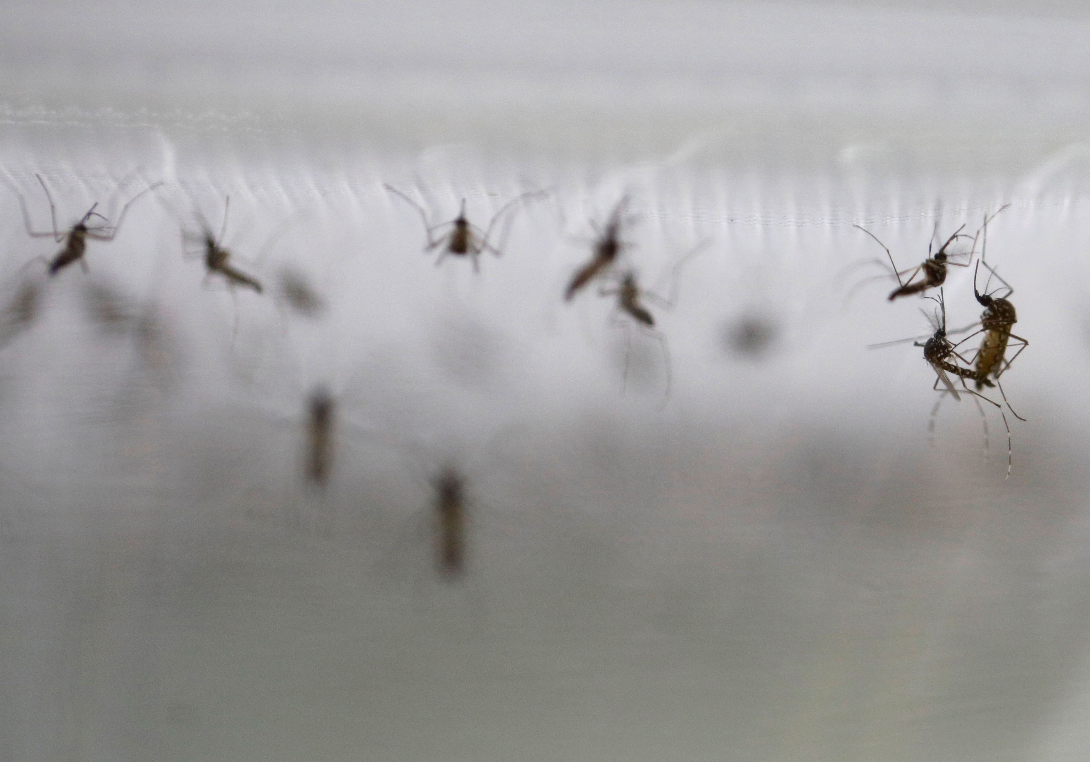 La eliminación de criaderos de mosquitos es fundamental para prevenir el dengue  /REUTERS/Edgar Su