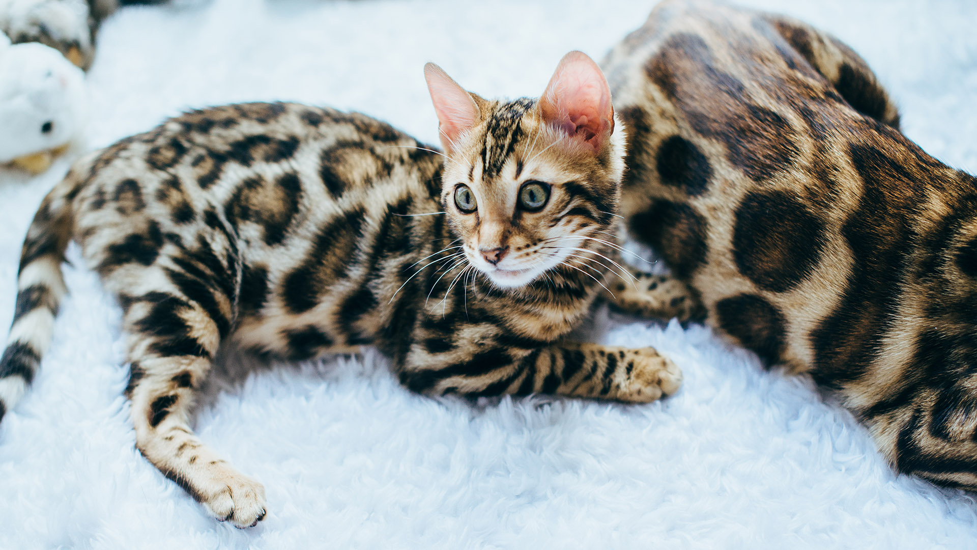 El gato bengala, fue un resultado fortuito del cruce casual entre un gato doméstico y una hembra gato leopardo (Prionailurus bengalensis)
