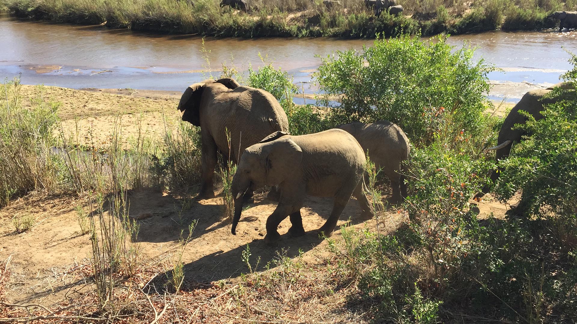 Elefantes en el Parque Kruger 