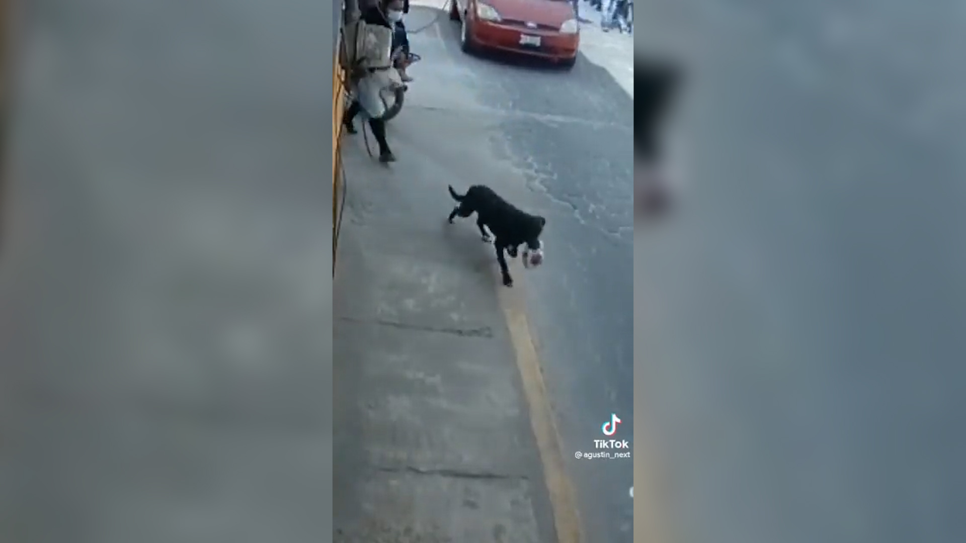 El perro roba cemitas es real y un video mostró su modus operandi