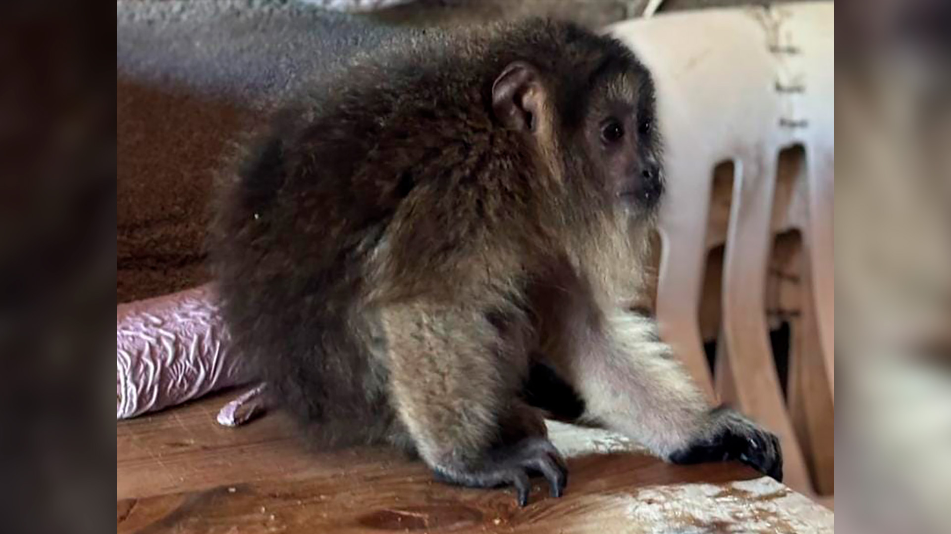 El video del mono caray&aacute; que fue rescatado de una vivienda de C&oacute;rdoba