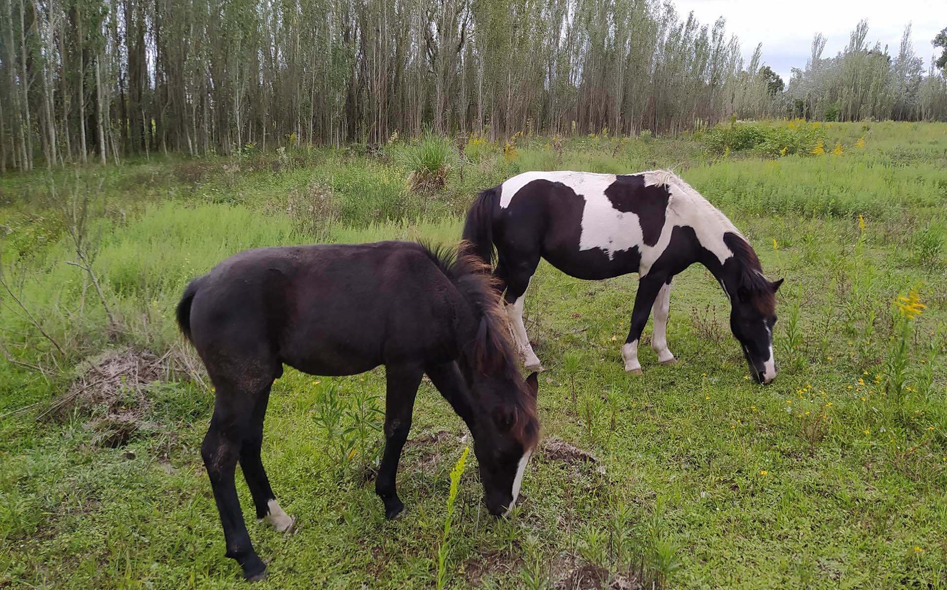 Algunos de los caballos rescatados por la fundación, pastando en el campo. La ubicación del refugio es secreta, por razones de seguridad.