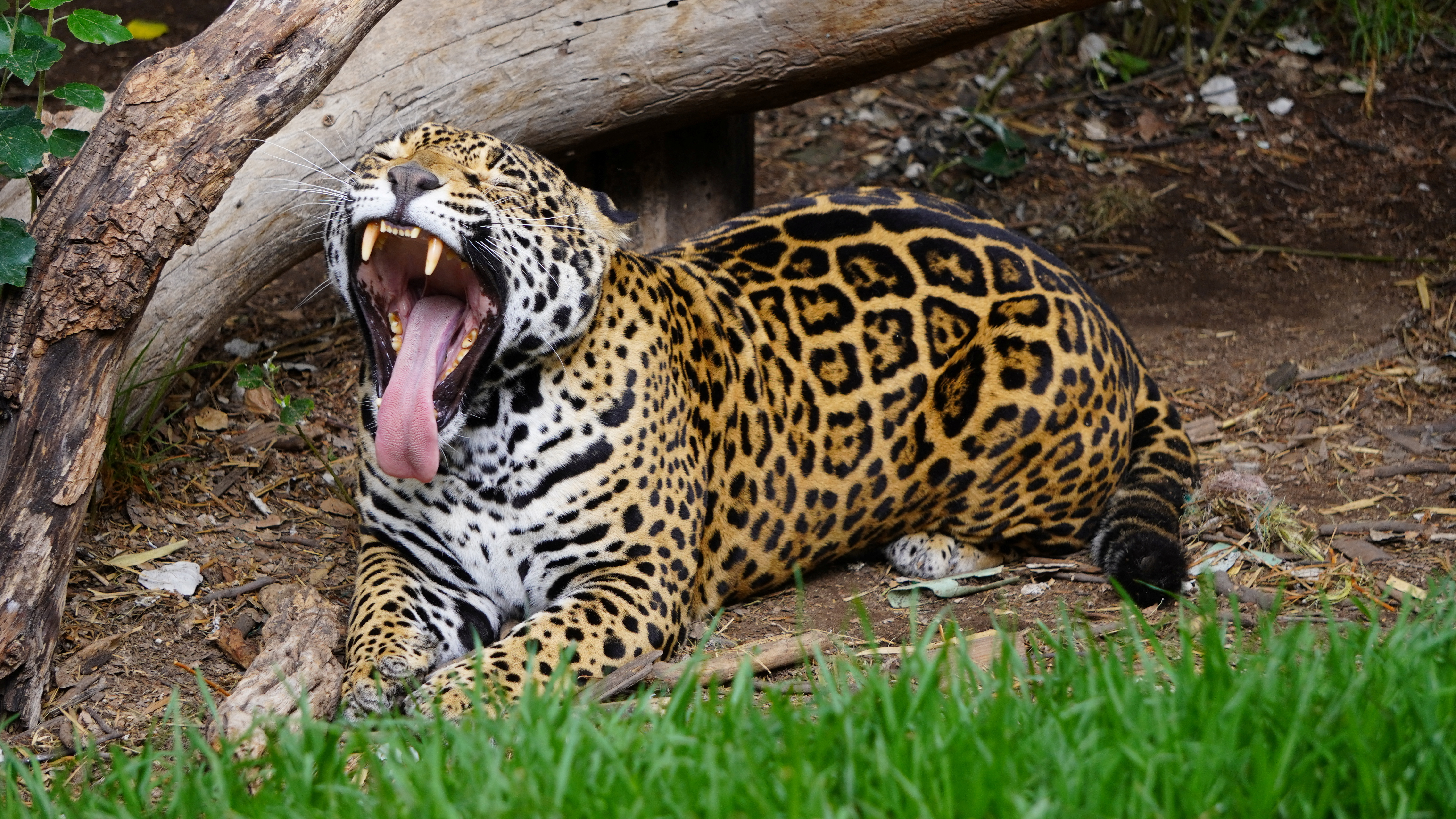 Video: tras avistar a un jaguar junto a una carretera en Majagual (Sucre), MinAmbiente pidió que no lo cacen 