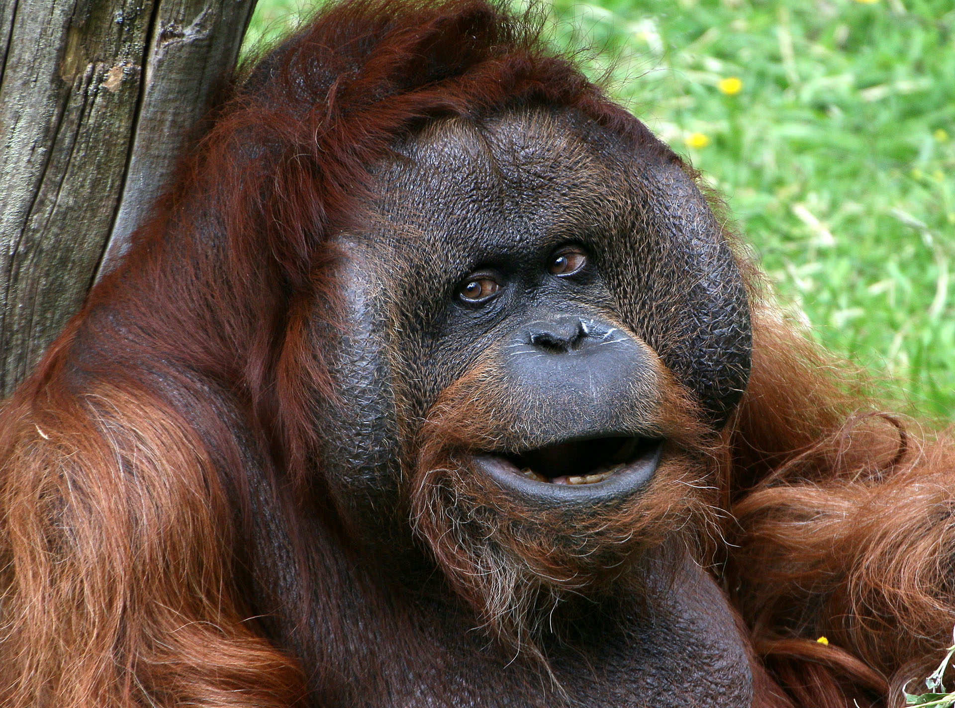 Orangután de Borneo. Existen unos 14 mil individuos por lo que está considerado en peligro crítico de extinción (Getty Images)