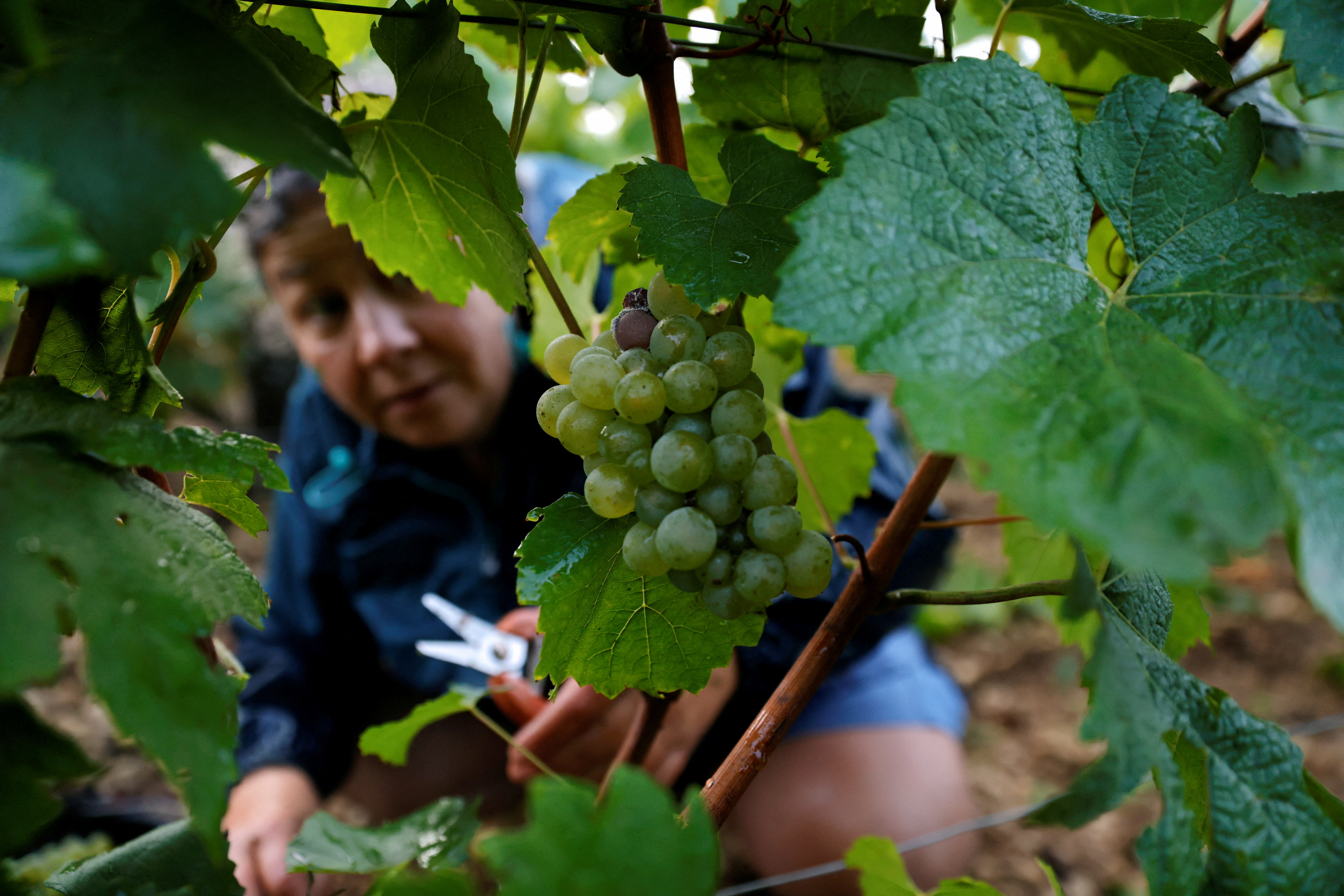 Un trabajador en Chablis, Francia, en una foto de archivo (REUTERS/Pascal Rossignol/File Photo)