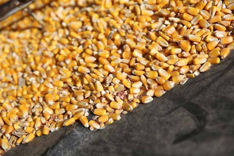 Imagen de archivo referencial de granos de maíz en un contenedor en la base de un tornillo transportador en una granja en Buda, Illinois, Estados Unidos. 6 de julio, 2018. REUTERS/Daniel Acker/Archivo