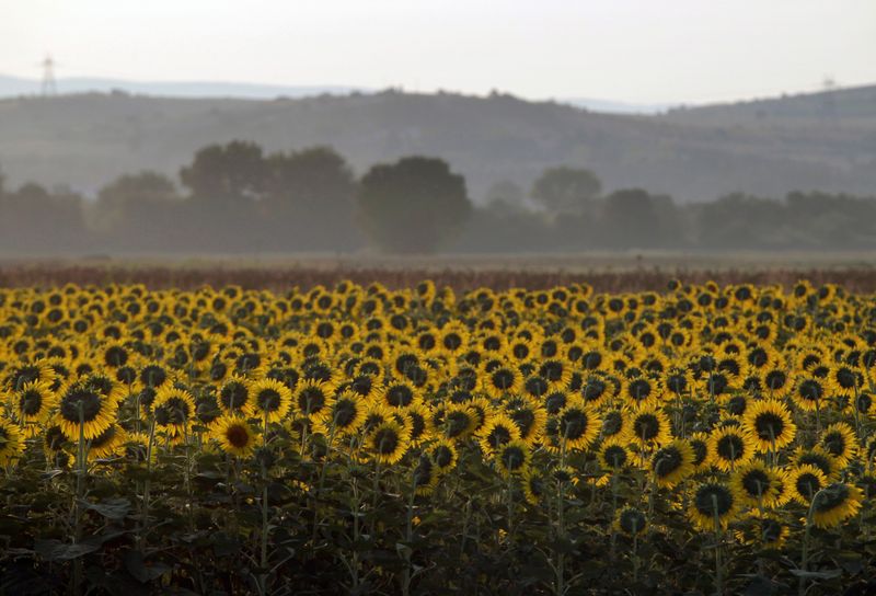 Grecia dice que puede aumentar la producción de aceite de girasol, si es  necesario - Infobae