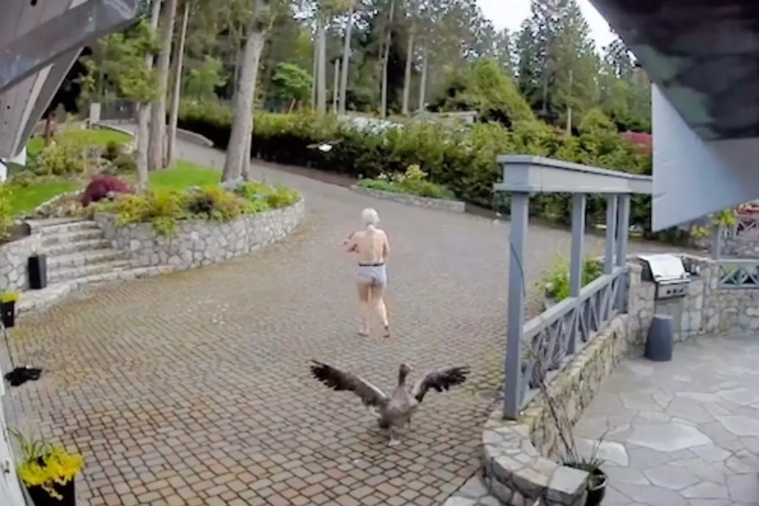 Video: una mujer casi desnuda rescató a un ganso de una águila mientras sostenía a su bebé en brazos
