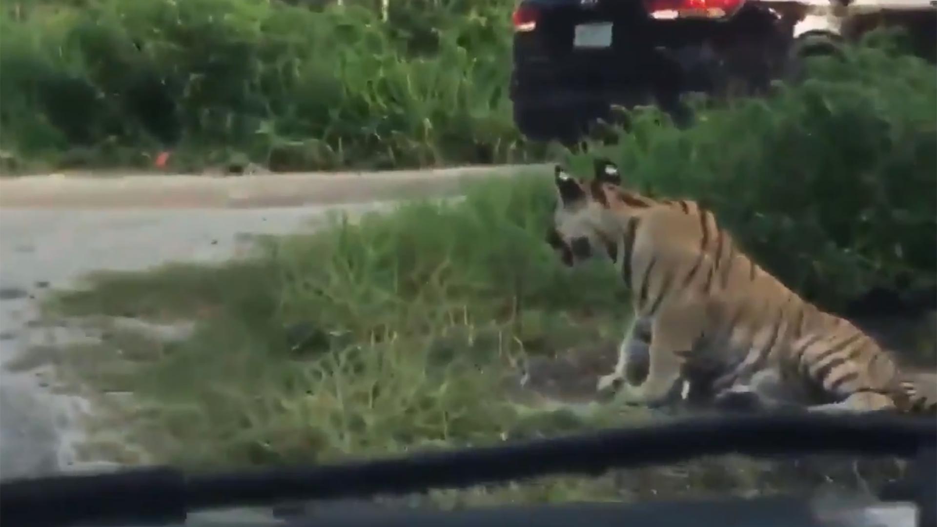 Video: Tigre suelto aterrorizó a automovilistas en carretera de Cancún -  Infobae