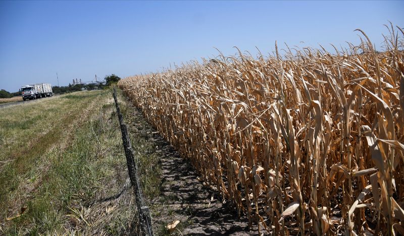 Soja, maíz y trigo: el impacto en la economía de una cosecha que tendrá 50 millones de toneladas menos que la anterior