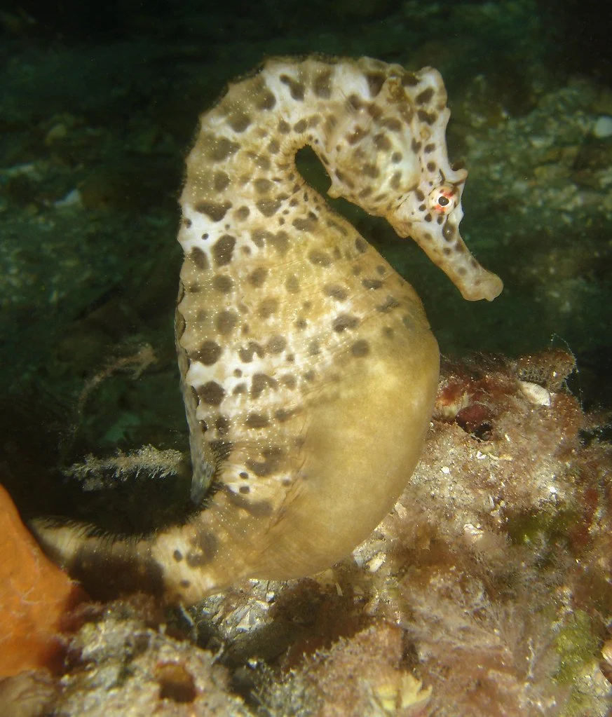 El caballito de mar macho fertiliza esos huevos y los lleva durante varias semanas dentro de su estómago inflado/ Saspotato via Creative Commons