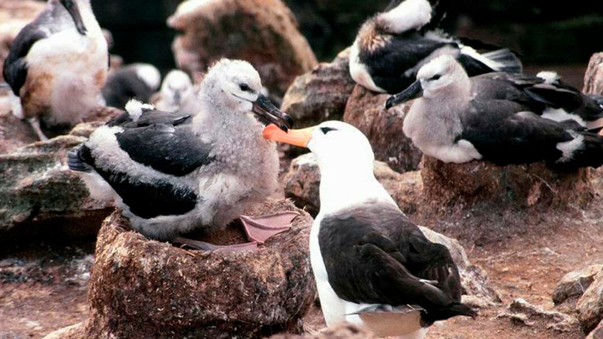 Además de los cerdos salvajes, introducidos por el hombre en las islas, la carne y los huevos de las aves marinas como los albatros y pingüinos fueron imprescindibles para la supervivencia de Barnard y sus hombres. Fotos: Marcelo Beccaceci.